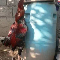 جوجه لاری آس بی دست زن