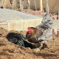 خروس لری