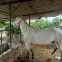 فروش اسب مادیان