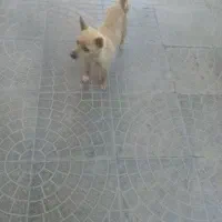 سگ نر|سگ|شاهین دژ, |دیوار