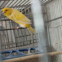 قناری رسمی بلند