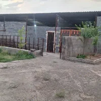 رهن و اجاره دامداری