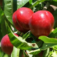 تولید کننده انواع ارقام نهال های پایه خارجی