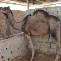 دو نفر شتر ترکی وسندی چاق و جوان