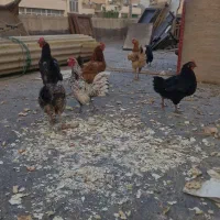 مرغ تخمگذار و خروس مینیاتوری