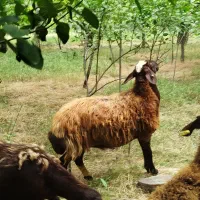 میش هترو