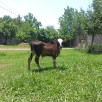 گوساله نر کله مهستی چالوسی اصیل دوش دار