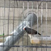 فنچ شارکول