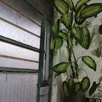 گل دیفن