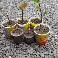 نهال اووکادو
