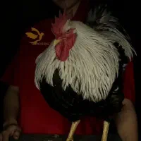 مرغ و خروس تخم گذار ساسکس ساسوکس
