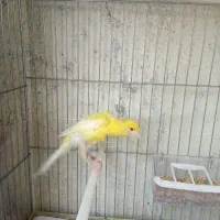 قناری ماده جیبوس کار داده