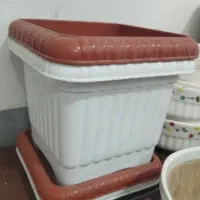 گلدان|گل و گیاه طبیعی|قم, باغ شریفی|دیوار