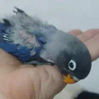 جوجه کوتوله