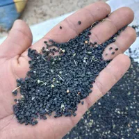 بذر پیاز فلات