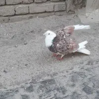 فروش کبوتر نر