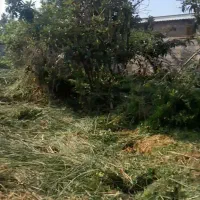 800متر زمین باغی در رودبنه