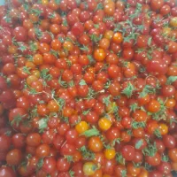 گوجه گیلاسی