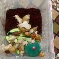 حلزون البینو و جید در همه سایز