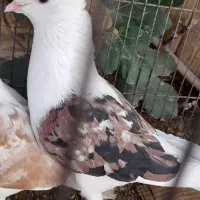 دوکت ،سینه ای