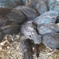 فروش بوقلمون 6 ماهه