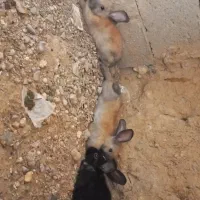 خرگوش