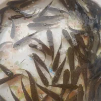 انواع ماهی گرمابی