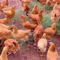مرغ تخمگذار و خروس محلی تعداد بالا