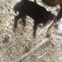 بره شیری ماده