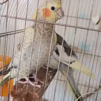 عروس هلندی مولد