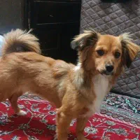 واگذاری سگ خیلی اجتماعی و بازیگوش