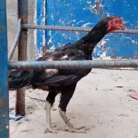 مرغ لاری