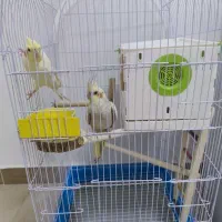 عروس هلندی جفت