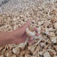 سیر تازه خشک