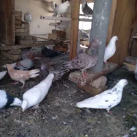 سلام دوستان ی تعدات کبوتر خوب دارم