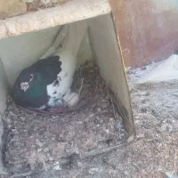 کبوتر