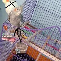 گم شده امروز ساعت 3 ظهر.