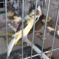 جوجه قناری ماده