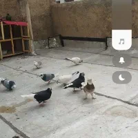 باخت رفته کبوتر