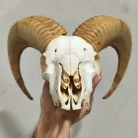 دیوار کوب دکوری شاخ قوچ