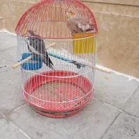 عروس هلندی