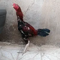 خروس لاری اصیل ۱۰ماهه