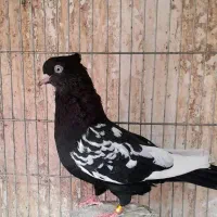 کبوتر سینه سیاه قره نیم تنه رنگه جفتگاه