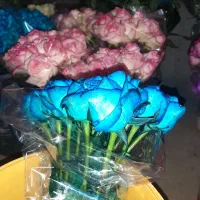 دو تا کارگر زن برای گلخانه گل رز فریمان