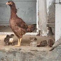جوجه لاری 10 روزه تعداد محدود