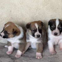 نظافت حیوانات