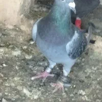کفتر سبز پولکی پلاکی آلمانی
