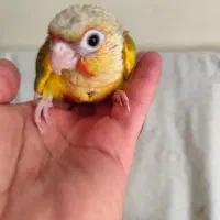 جوجه طوطی گرینچیک سرلاکی