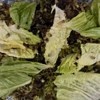 حلزون آفریقای جنوبی( آلبینو خاص) مخصوص پوست و مو