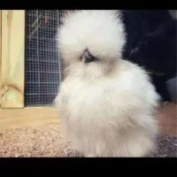 مرغ ابریشمی